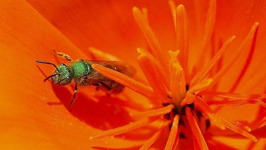 As chamadas "Sweat bees" são abelhas atraídas pela transpiração do corpo humano, mas que também se alimentam de lágrimas - GETTY IMAGES