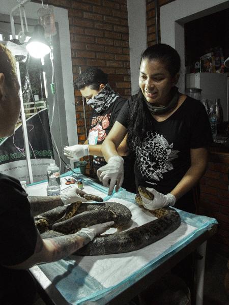 A equipe do "Ampara Silvestre" trata sucuri com pele de tilápia - Pedro Beck