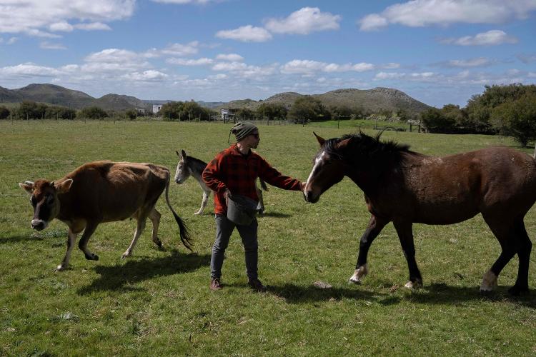 ONG resgata cavalos no Uruguai - Elisa COLELLA / AFP - Elisa COLELLA / AFP