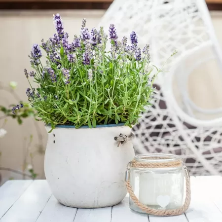 Vaso de lavanda, plantas, planta, decoração, plantados, pote de vidro - Getty Images/iStockphoto - Getty Images/iStockphoto