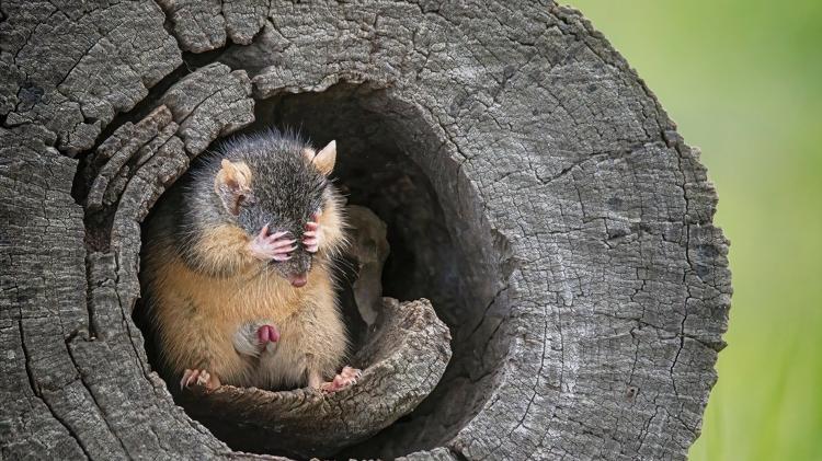 Antechinus