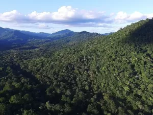 Monocultura de café avança sobre florestas conservadas do sul da Bahia