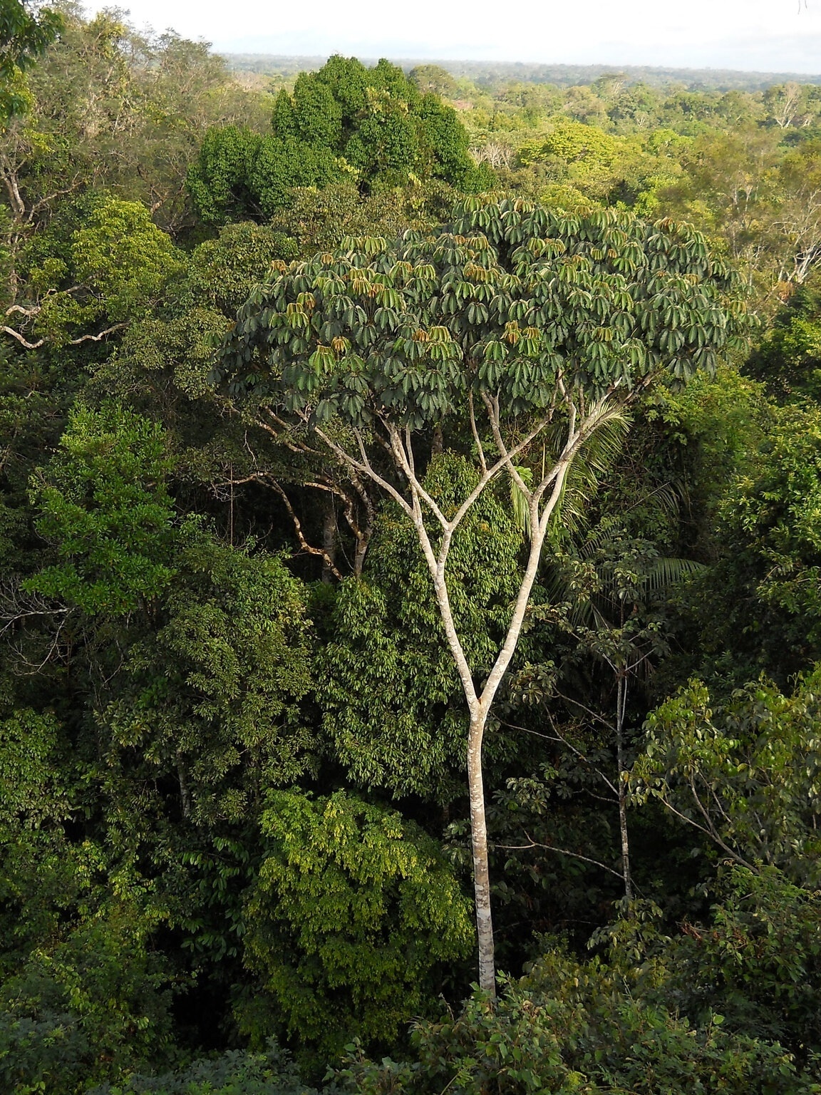 Joguinho de exploração q se passa na Amazônia q dá pra fazer