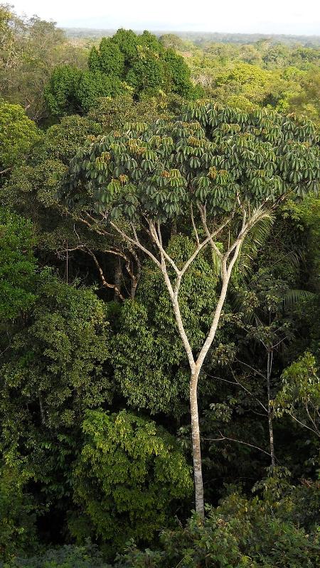 Stardoll Truques: Quiz de Conscientização: O quanto você sabe sobre a  Floresta Amazônica?