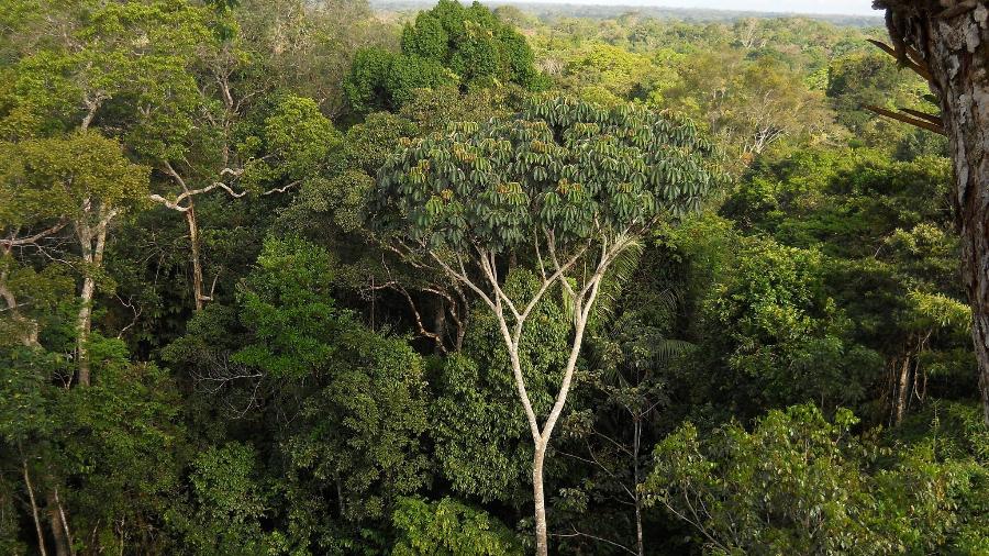 As desinformações diziam respeito especialmente ao desmatamento na Amazônia - jpc.raleigh/CC BY-NC 2.0