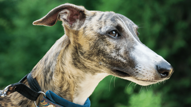 Whippet Whippet