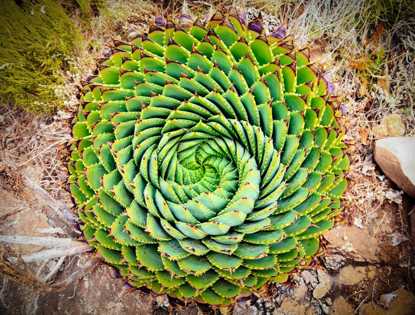 Babosa espiral: de origem africana, a espécie Aloe polyphylla com folhas dispostas em espiral pode atingir até 60 cm de altura. Em regiões de clima quente, cultive-a em local fresco e de meia-sombra, mas em lugares com temperaturas mais frias, exponha-a a luz solar total ou parcial. Em vasos, plante-a em solo bem drenado - Getty Images