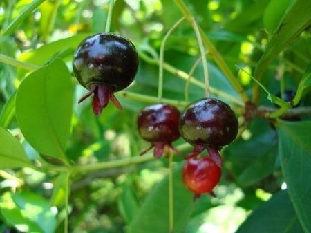 Grumixameira (Eugenia brasilienses) 