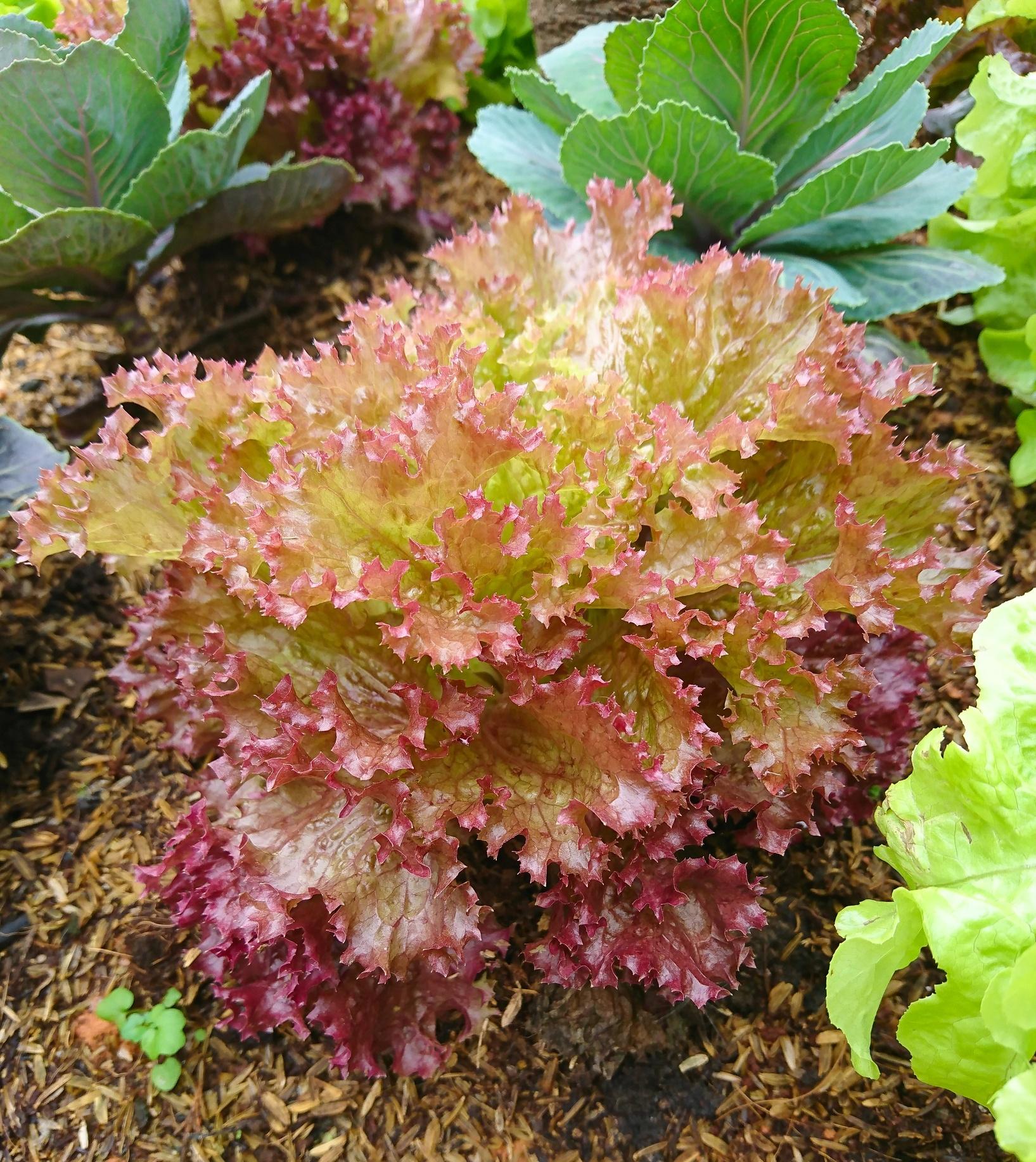 Alface roxa - iStock