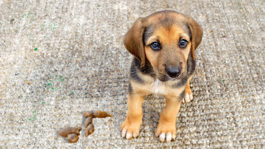 Coprofagia: como fazer o cachorro não comer fezes? - Getty Images/iStockphoto