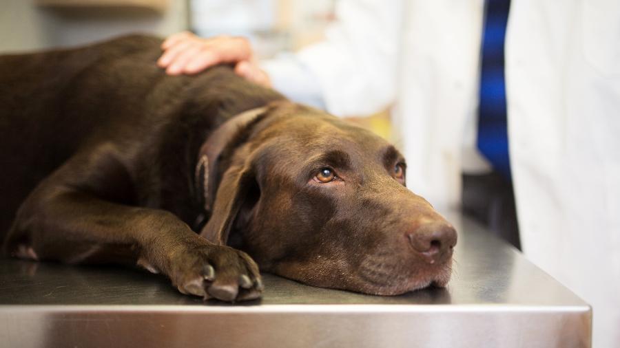 Cães e gatos vivem mais e, por isso, sofrem mais com doenças como o câncer - Getty Images