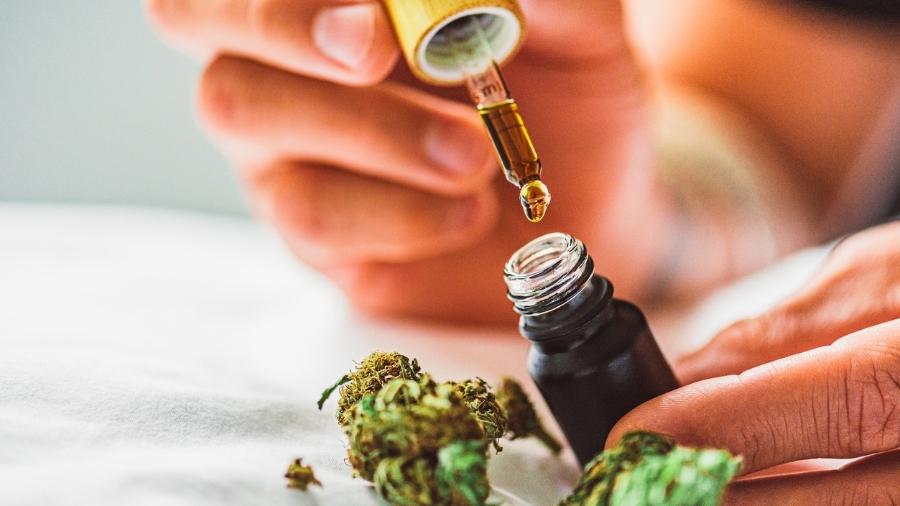 Cannabis é a planta da qual é feita a maconha, mas seu uso medicinal é autorizado no Brasil e já são 16 medicamentos aprovados pela Anvisa - iStock