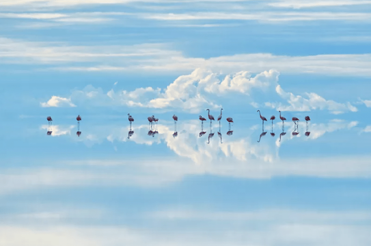 Grupo de flamingos parece suspenso nas nuvens ao ser fotografado na superfície cristalina de um lago na Bolívia - Junji Takasago/WPY - Junji Takasago/WPY