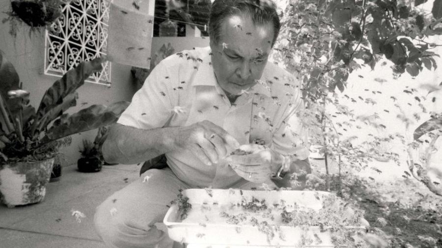 Warwick Kerr temia que sua carreira ficasse marcada pelo acidente ocorrido em 1957, que deu origem às abelhas africanizadas - Acervo / SBPC
