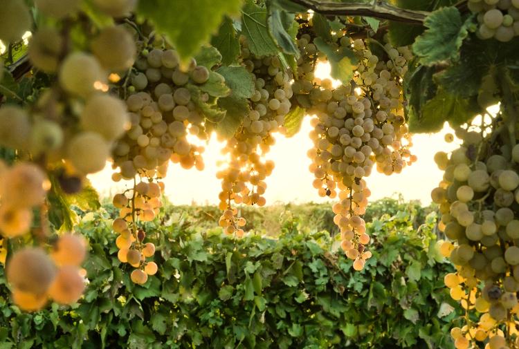 Viognier, a nova queridinha do pedaço - Getty Images/iStockphoto - Getty Images/iStockphoto