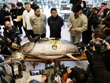 Do tamanho de uma moto: atum de 275 kg é leiloado por R$ 8 milhões no Japão