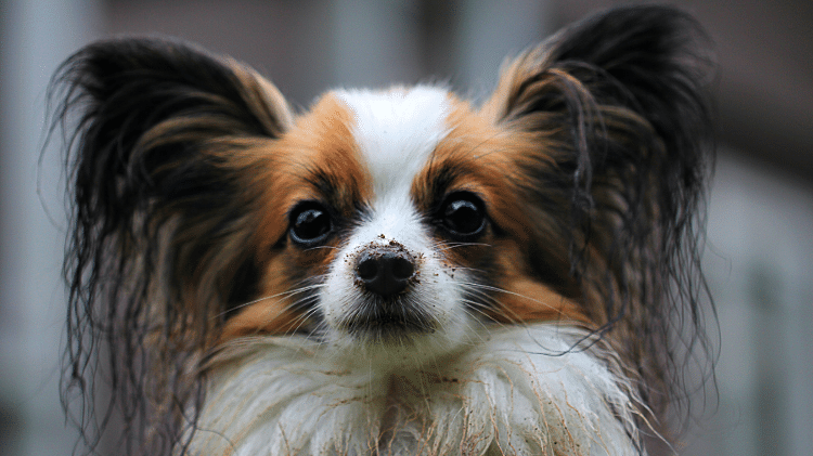 Papillon Papillon