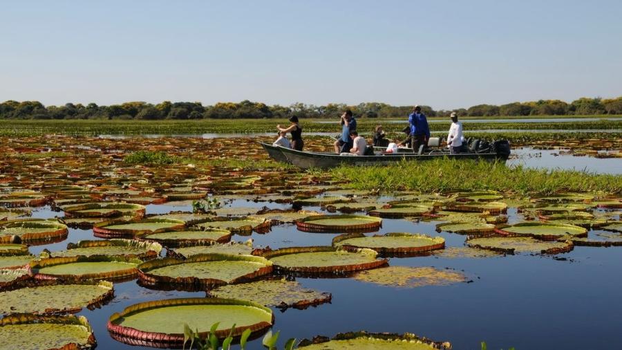 Turistas durante passeio pelo Pantanal antes da pandemia - Divulgação/Governo do Mato Grosso do Sul