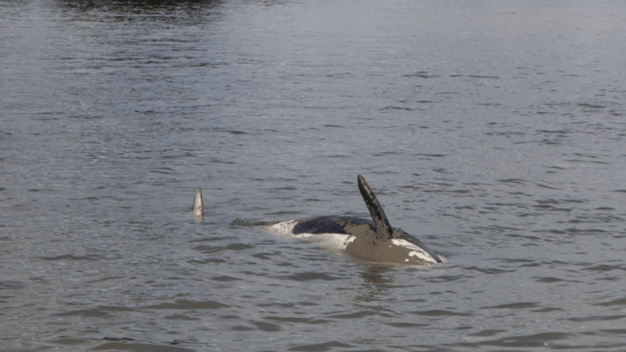 A orca perdida foi encontrada morta na manhã desta segunda (30) - Reprodução/Twitter Sea Shepherd France