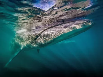 Espécie de baleia retorna à costa argentina 100 anos após ter desaparecido