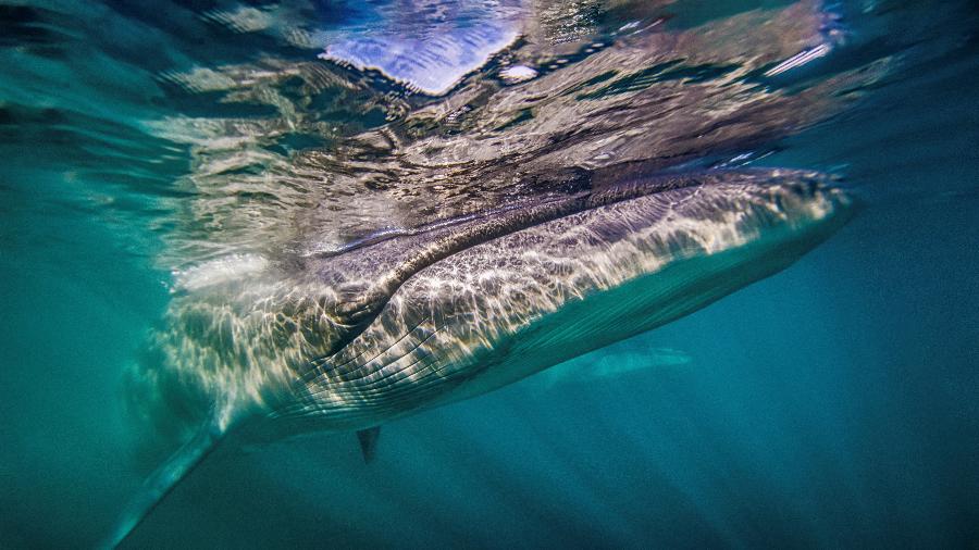 Uma baleia-de-sei foi fotografada depois que cientistas identificaram a espécie ameaçada na costa da Patagônia argentina pela primeira vez desde 1929