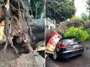 Mangueiras centenárias de Belém viram 'bombas-relógio'