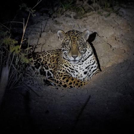  Onça-pintada avistada na Fazenda Bodoquena (MS)