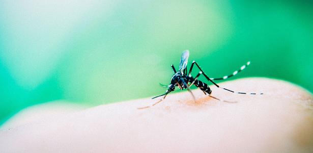 Até agosto deste ano foram registrados 8.979 pacientes com dengue no Estado de São Paulo, segundo dados da secretaria de Saúde - Getty Images