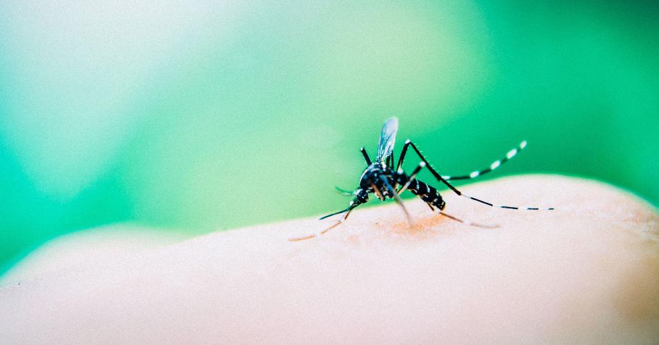 Alerta para o verão | Casos confirmados de dengue em São Paulo sobem 122% em 1 ano