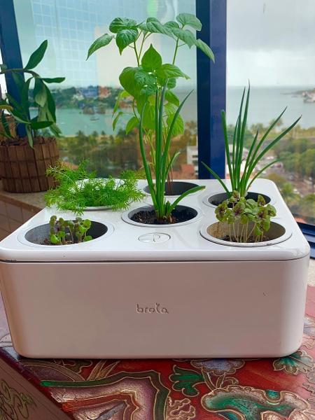 Plantas Para A Casa: Veja Sugestões - Blog Do Pão