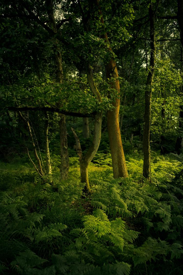 Floresta de Ashdown: tão mágica quanto na ficção