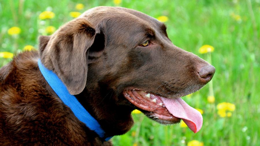 Desde 2004, cachorros têm sido capazes de constatar câncer de bexiga, a partir de amostras de urina; câncer de pulmão, por meio da respiração; e câncer de ovário, por amostras de sangue - iStock