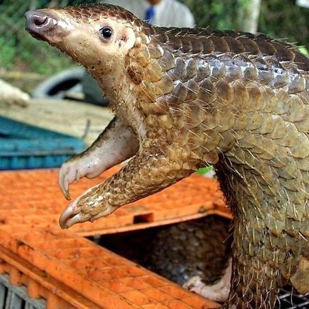 Pangolim traficado em Kuala Lumpur: animal é suspeito de ser o hospedeiro intermediário do coronavírus - Getty Images via BBC