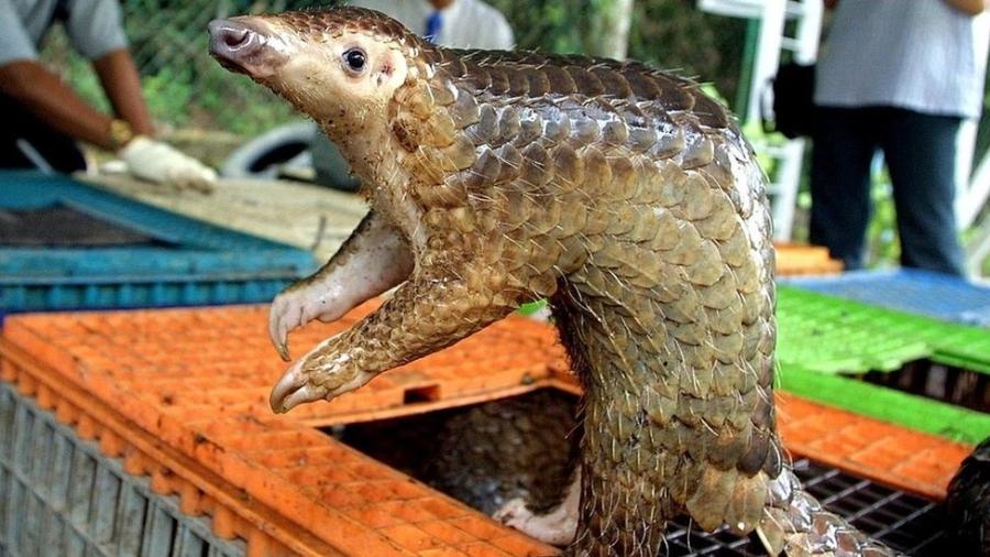 Pangolim traficado em Kuala Lumpur: animal é suspeito de ser o hospedeiro intermediário do coronavírus - Getty Images via BBC