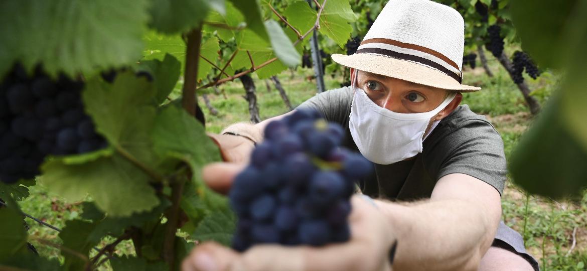 Sem festa, com máscaras: vinícolas da Europa e EUA passam vindimas sem festa - AFP