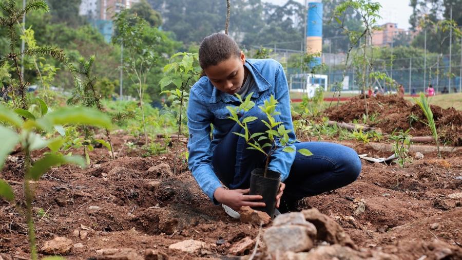 Plantio de minifloresta no CEU Paraisópolis, São Paulo.  - Formigas-de-embaúba/Zalika Produções