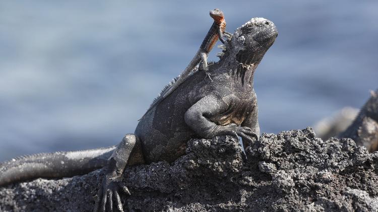Iguana em Galápagos  - Getty Images - Getty Images