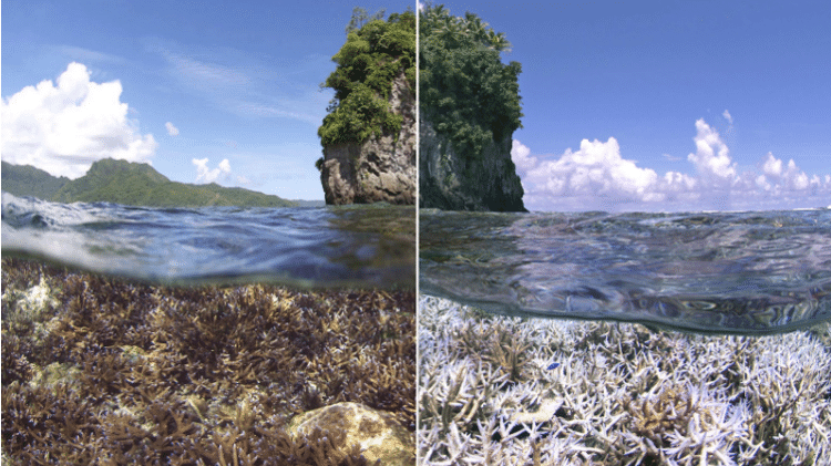 Foto mostra evento de branqueamento de corais nas Ilhas Samoa. 