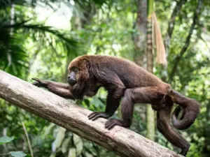 Programa pioneiro usa vacina para devolver os bugios à Mata Atlântica