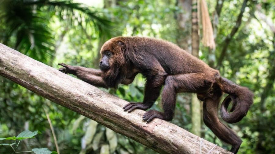 Max, líder de um dos grupos de bugios-ruivos do Parque Nacional da Tijuca