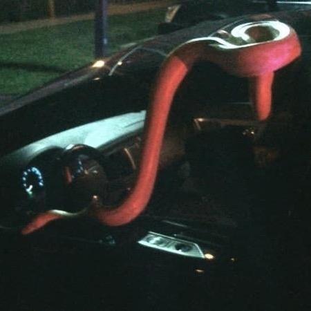 Cobra gigante tenta sair de carro em Denver - Twitter