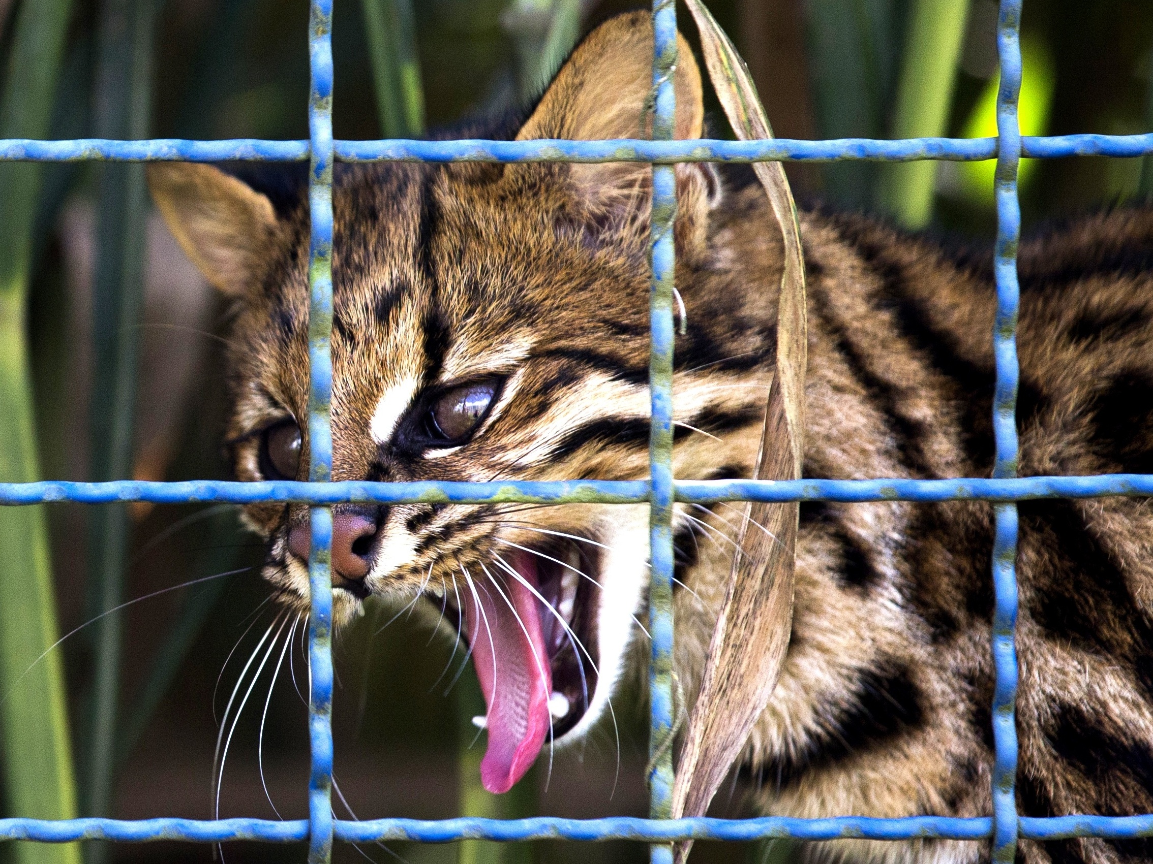 Tráfico de animais no Brasil tira 38 milhões de bichos da mata por ano
