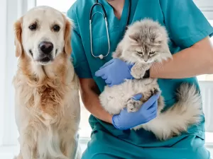 Quando devo levar meu pet ao veterinário? Veja sinais que merecem atenção