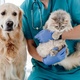 Plano de saúde para animal de estimação vale a pena? Quanto custa? - VYCHEGZHANINA/Getty Images/iStockphoto