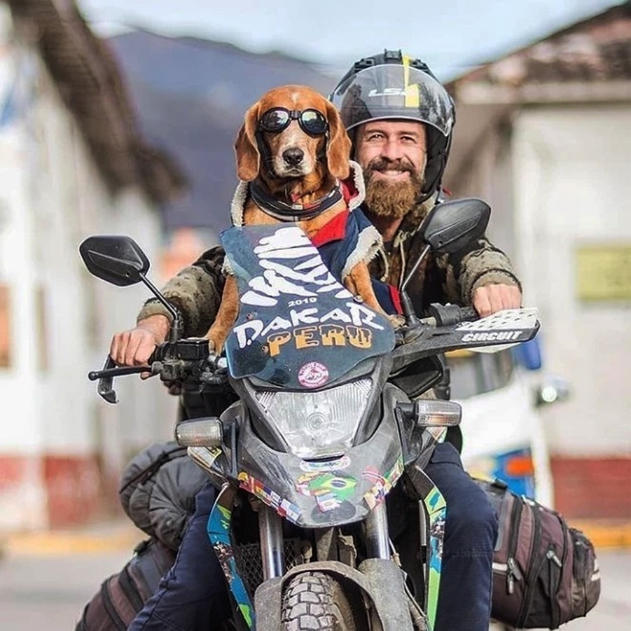 Cachorro pode andar de moto? Descubra se é permitido