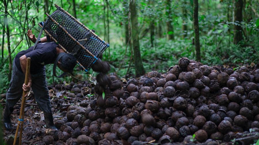 Comunidade do Cafezal, município de Almeirim, Pará. Depois de coletar as castanhas com o cambito em mãos, o castanheiro deposita os ouriços para que sejam quebrados. - Mauricio de Paiva