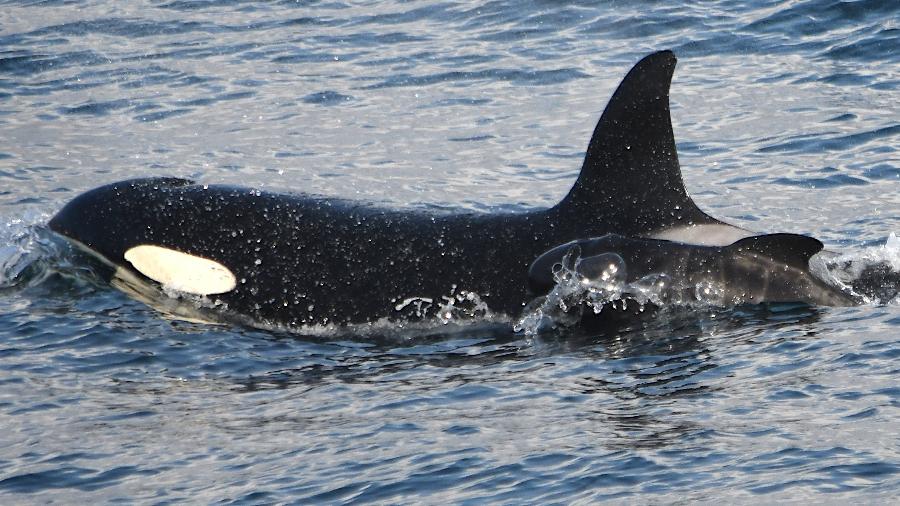 Orca com filhote de baleia-piloto - Marie-Thérèse Mrusczok