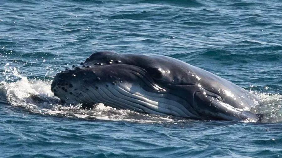 Baleia leva filhote à superfície para ensiná-lo a respirar