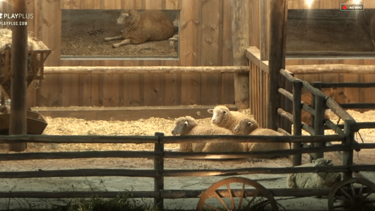 Transmissão exibe animais durante prova - Reprodução/PlayPlus - Reprodução/PlayPlus