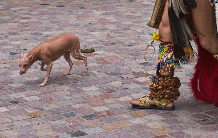  Xoloitzcuintli, o cão adorado pelos astecas